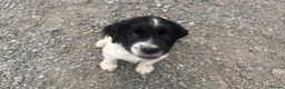 English Springer Spaniel dogs for sale: Working English Springer Spaniel Puppies - Advert 13