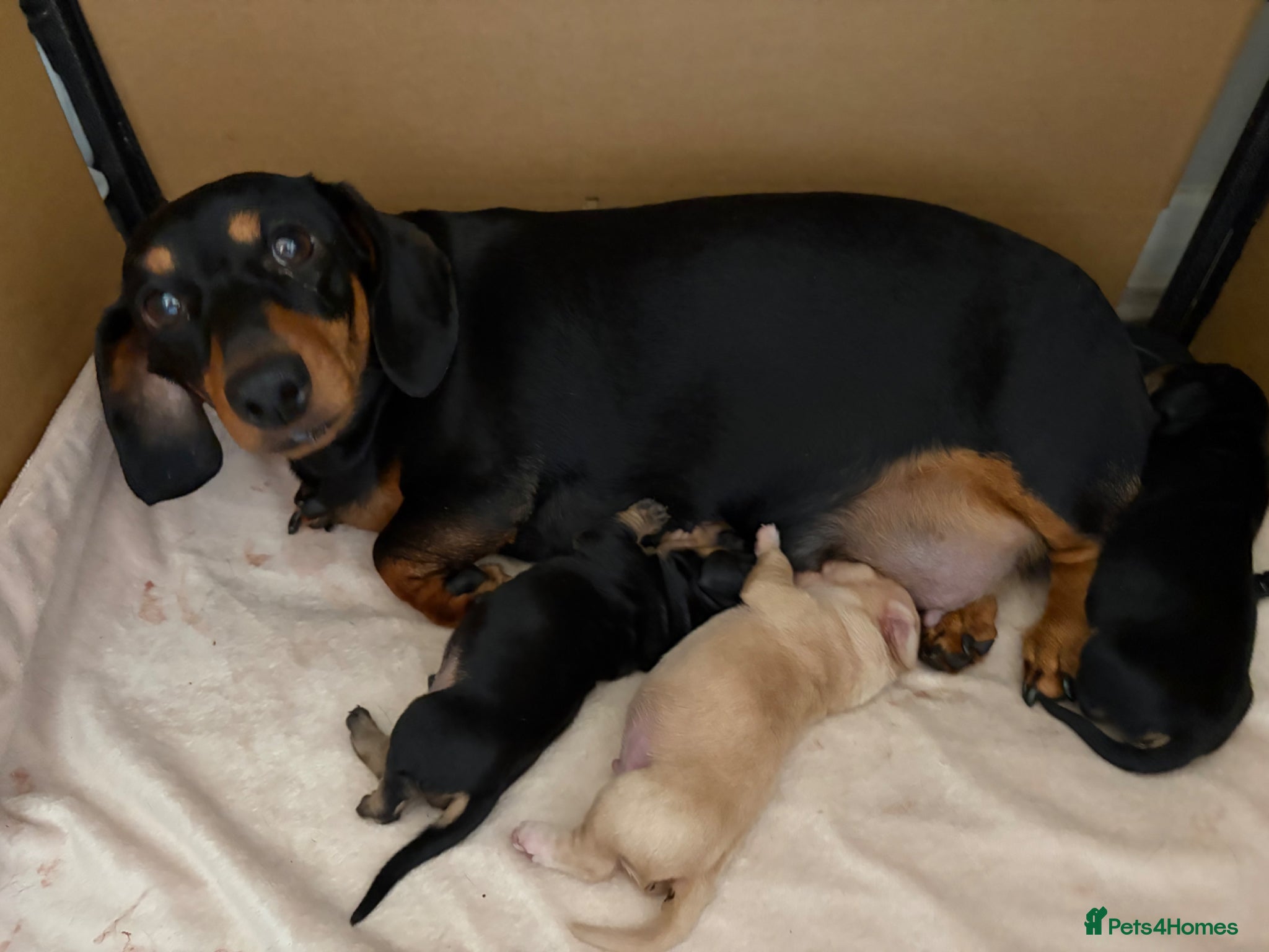 Miniature Dachshund dogs 3 beautiful male puppies  - Advert 1