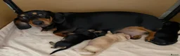 Miniature Dachshund dogs for sale: 3 beautiful male puppies  in Melton Mowbray - Advert 1