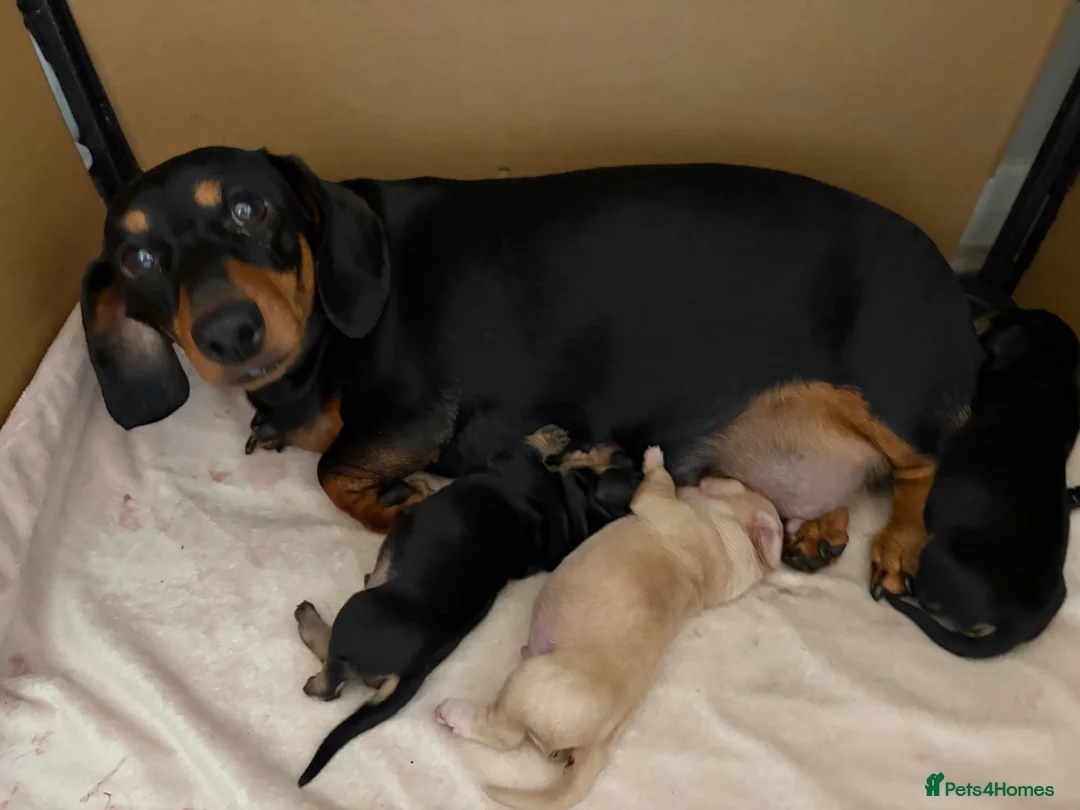 Miniature Dachshund dogs for sale: 3 beautiful male puppies  in Melton Mowbray - Advert 1