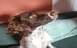 Sprocker dogs for sale: Adorable Chunky Sprocker Spaniel Pups - Image 19