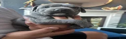 Staffordshire Bull Terrier dogs for sale: Staffordshire Bull Terrier pups - Advert 22