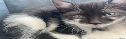 British Longhair cats for sale: British long-haired kittens for sale in urmston  in Manchester - Advert 13
