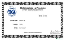 Maine Coon cats for sale: HIGH SILVER EHITE  GIRL ✨TICA REG BREEDER - Image 20