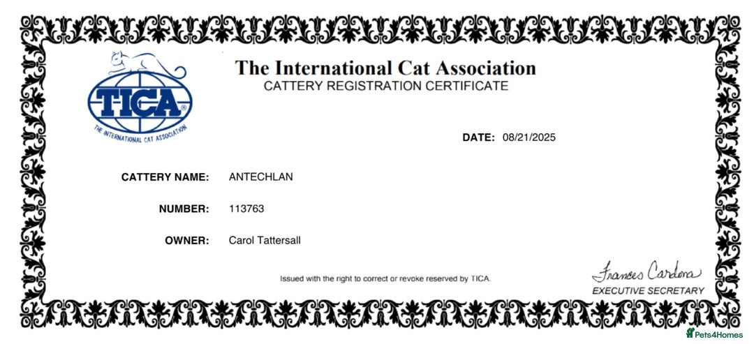 Maine Coon cats for sale: HIGH SILVER EHITE  GIRL ✨TICA REG BREEDER - Image 20