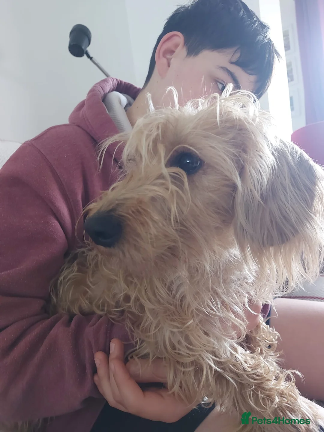 Dachshund dogs for sale: Standard soft wirehaired Daschund - KC reg. in Harrogate - Advert 14