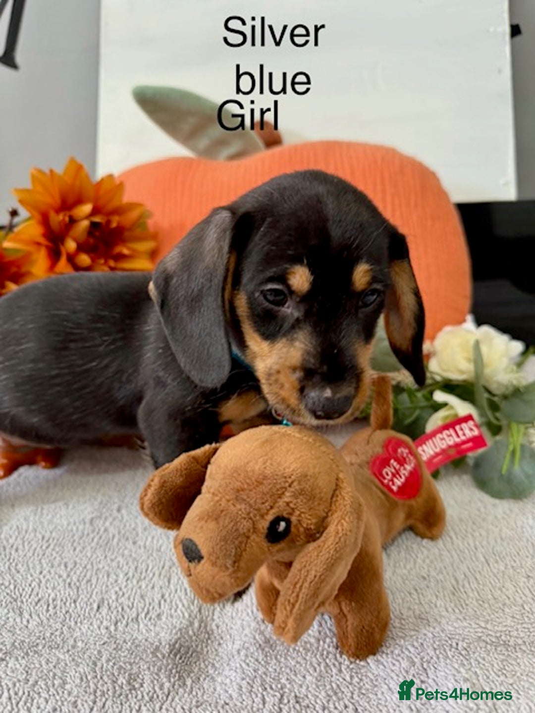 Miniature Dachshund dogs for sale: stunning litter of dachshunds - Image 3