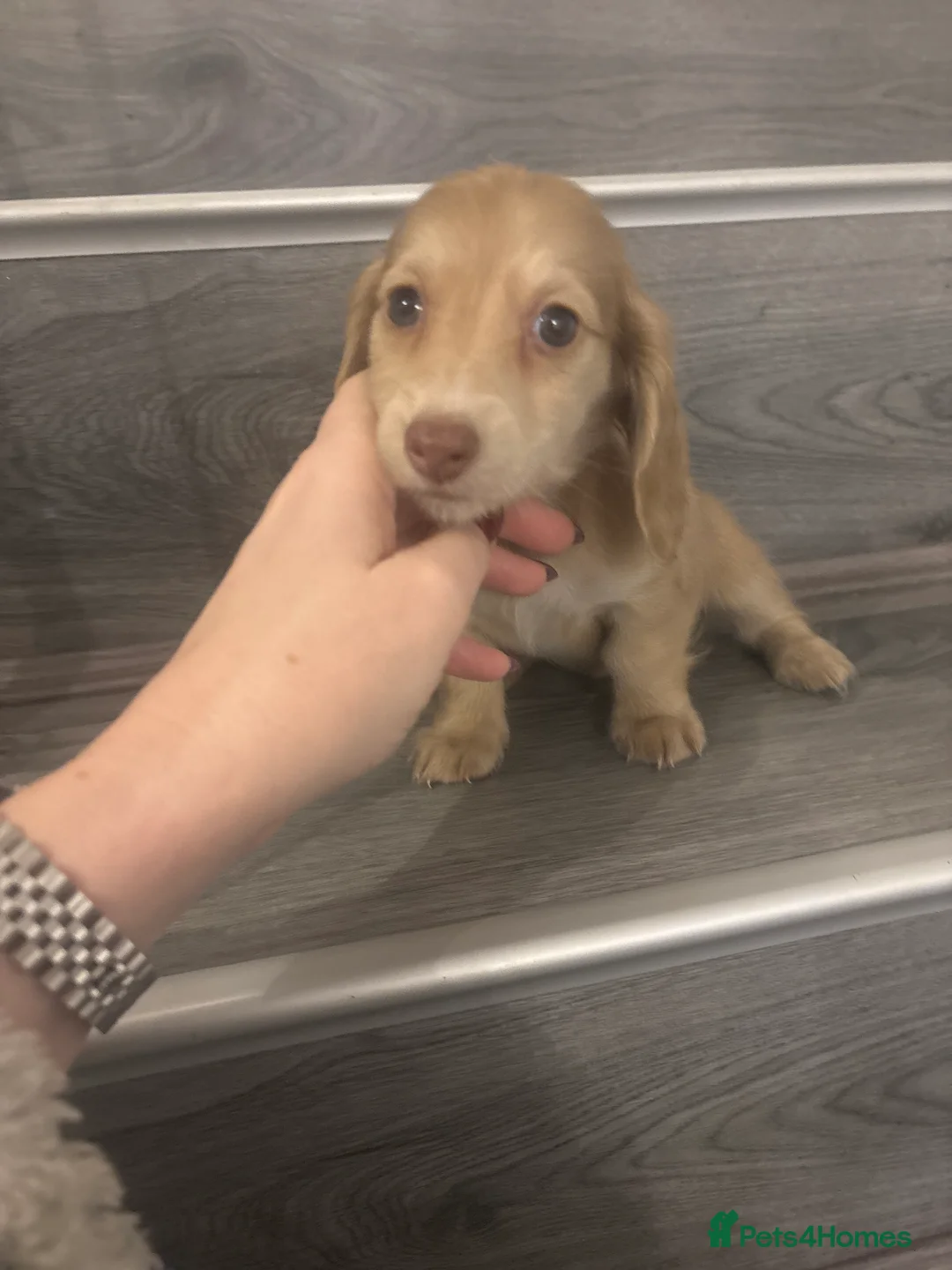 Miniature Dachshund dogs for sale: Long haired cream Puppies  - Advert 14