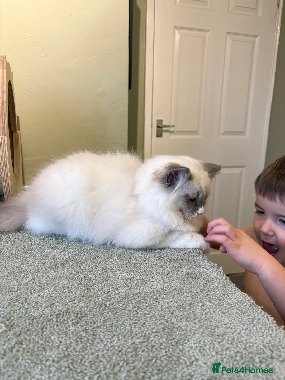 Ragdoll cats for sale: 2 boys ready now - Advert 6