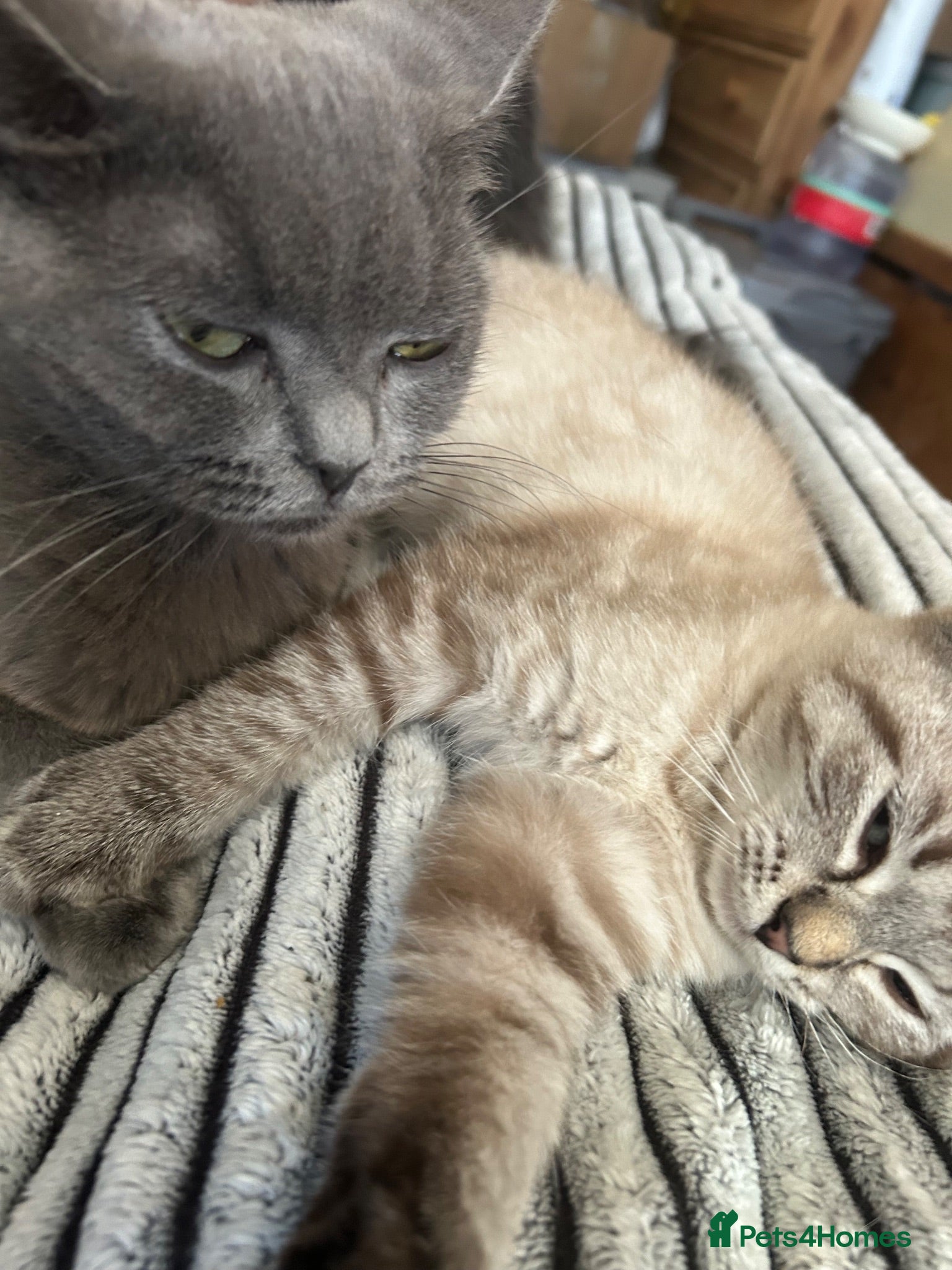 Mixed Breed cats Blue x Siberian Two Boy kittys - Advert 1