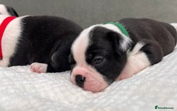 Boston Terrier dogs for sale: Beautiful Boston Boys Ready for Forever Homes - Image 8