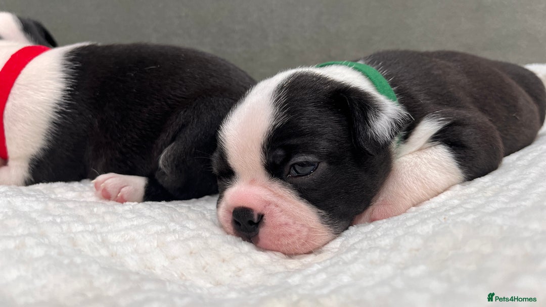 Boston Terrier dogs for sale: Beautiful Boston Boys Ready for Forever Homes - Image 8