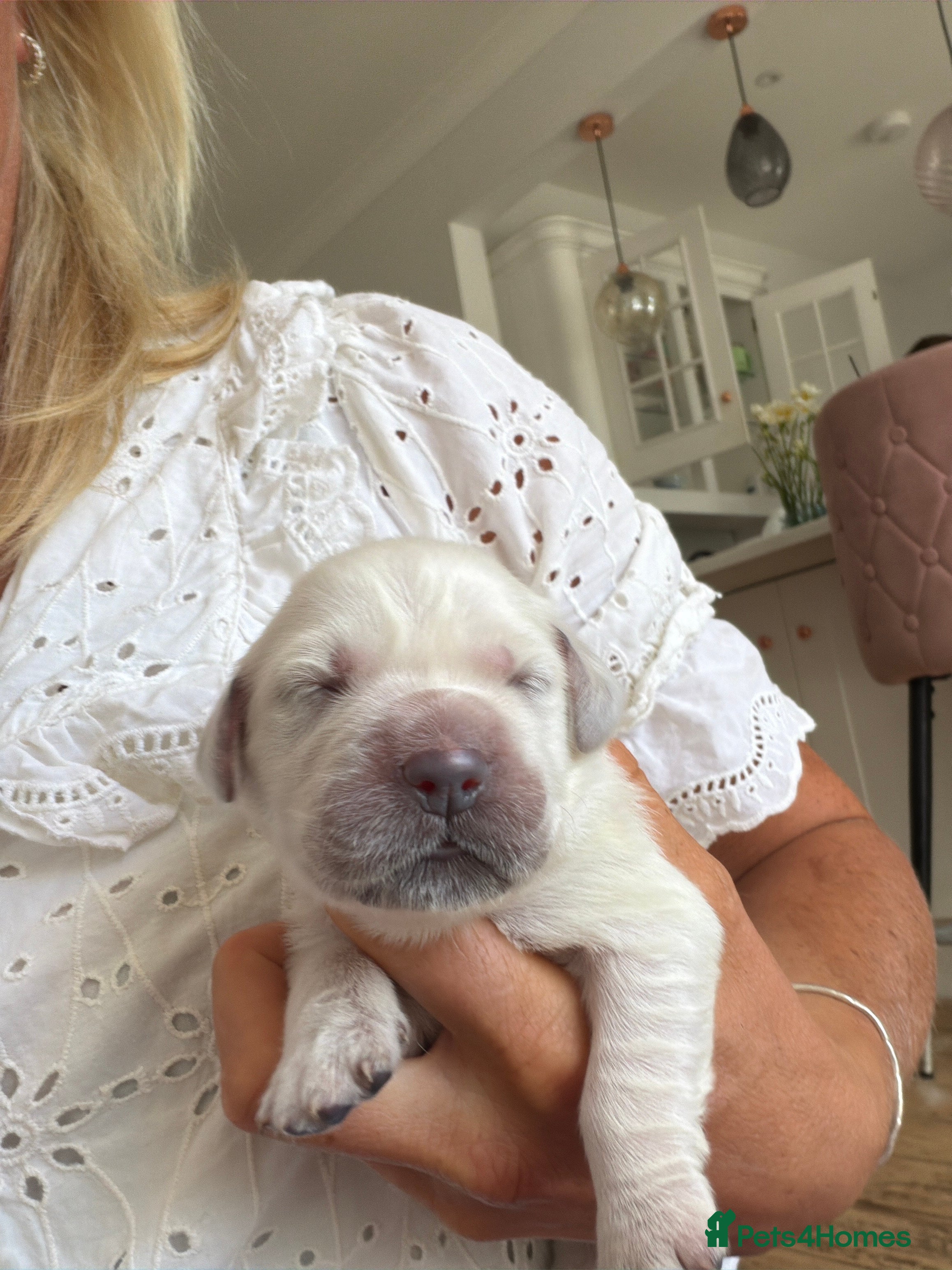 Golden Retriever dogs for sale: Champion line cream golden retriever puppies - Advert 10