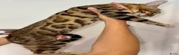 Bengal cats for sale: Top quality pure breed Bengal boy available now in Watford - Advert 13