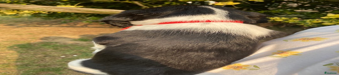 English Springer Spaniel Puppy - Red Collar