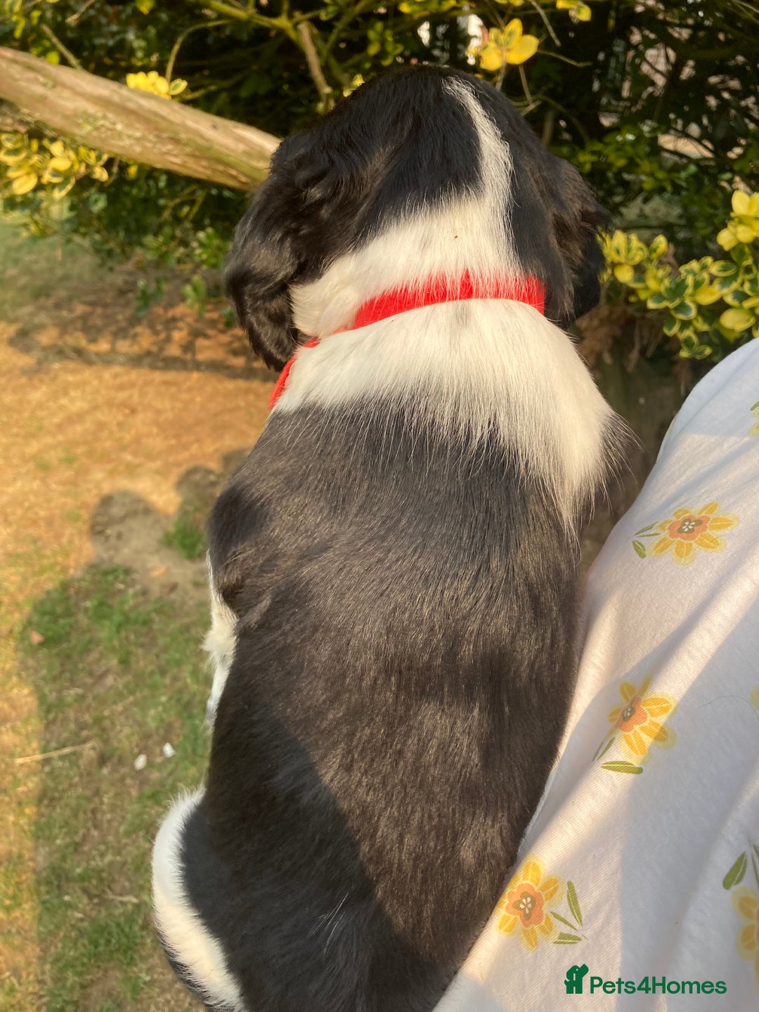 English Springer Spaniel dogs for sale: English Springer Spaniel Puppies - Image 19