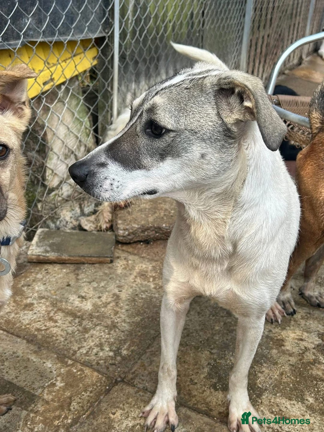 Mixed Breed dogs for adoption: Lotty (2) Norwich Norfolk  - Image 19