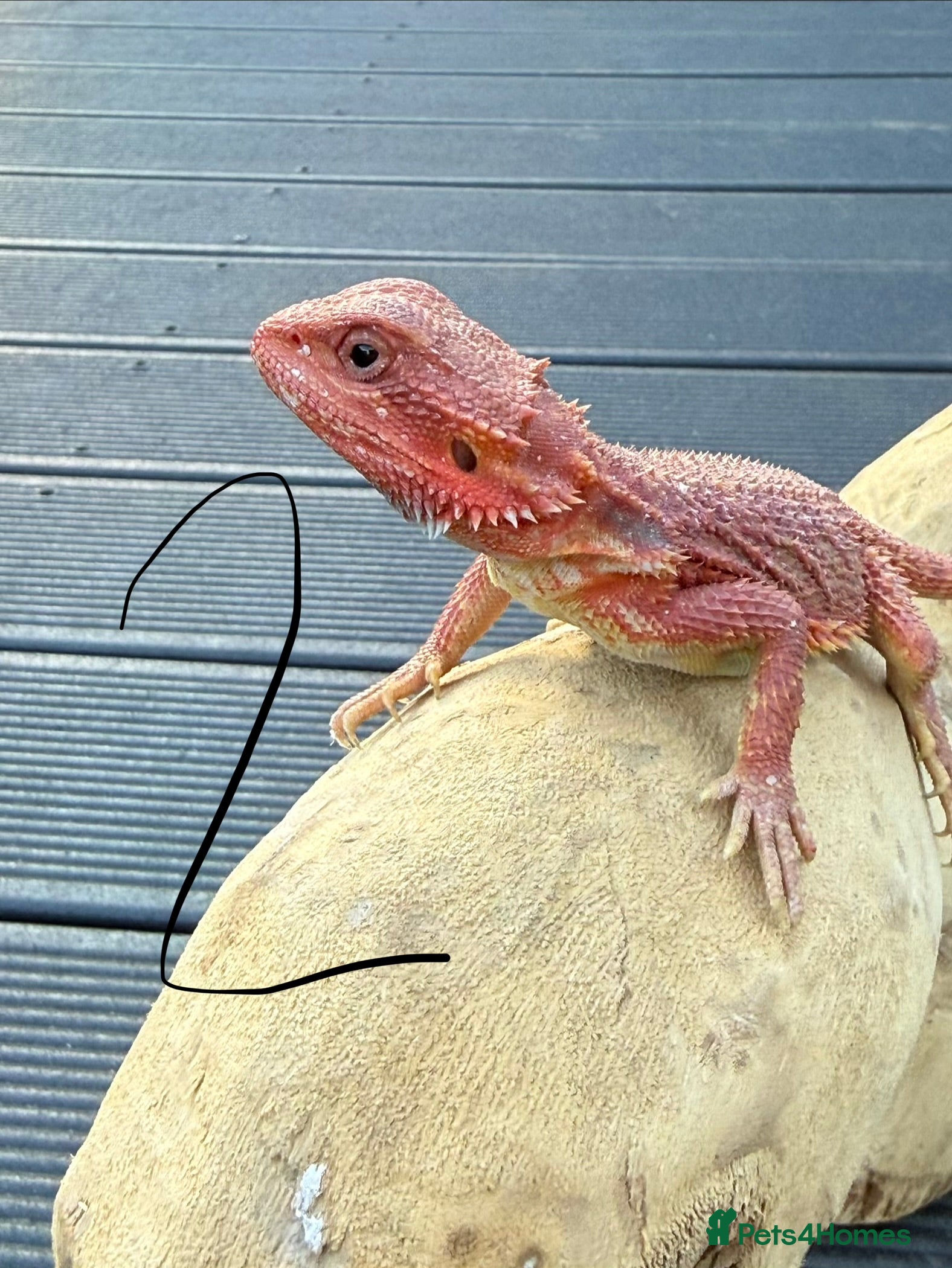 Bearded Dragon reptiles Bearded Dragon Babies  - Advert 11