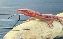 Bearded Dragon reptiles for sale: Bearded Dragon Babies  - Image 6