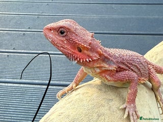 Bearded Dragon reptiles Bearded Dragon Babies - Advert 6