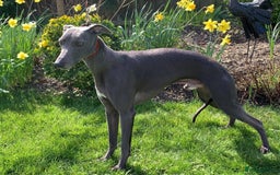 Whippet dogs for stud: BLUE PEDIGREE KC REGISTERED WHIPPET AT STUD in Salisbury - Image 7