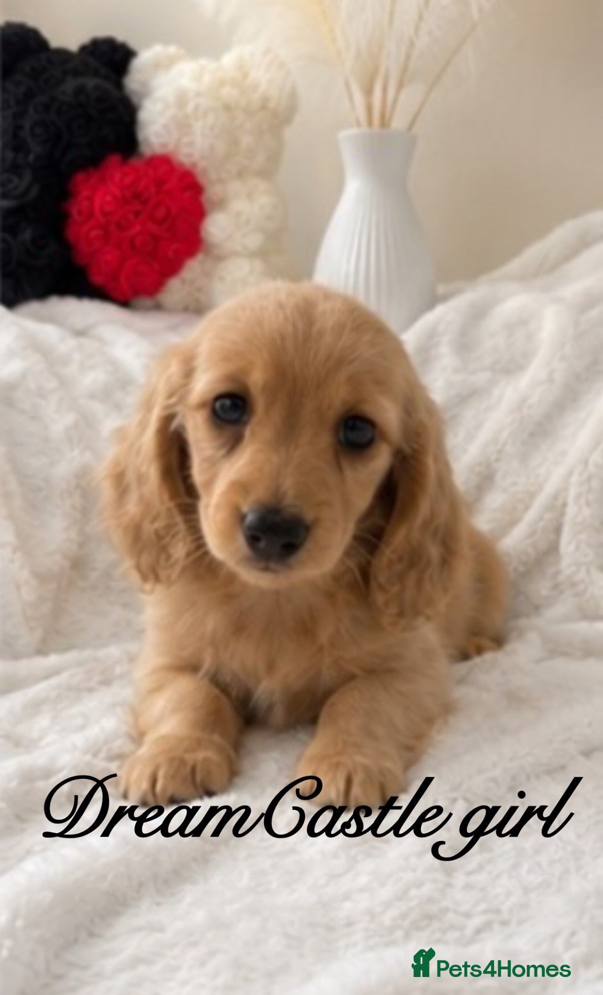 Miniature Dachshund dogs Ready to leave Kc long coat puppies  - Advert 2