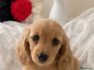 Miniature Dachshund dogs ❤️Stunning KC Reg |Ready Now | Family Raised ❤️❤️ - Advert 2