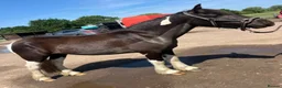 Other Breed horses for sale: 13.3 Cob x American Paint Gelding - Advert 5