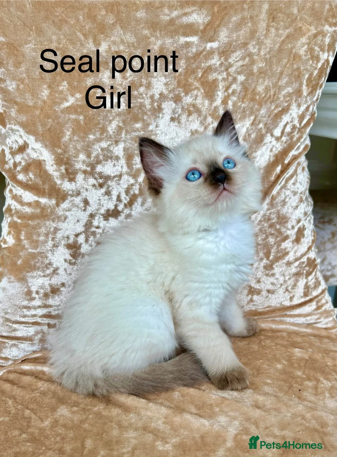 Ragdoll cats for sale: Beautiful ragdoll kittens  - Advert 2