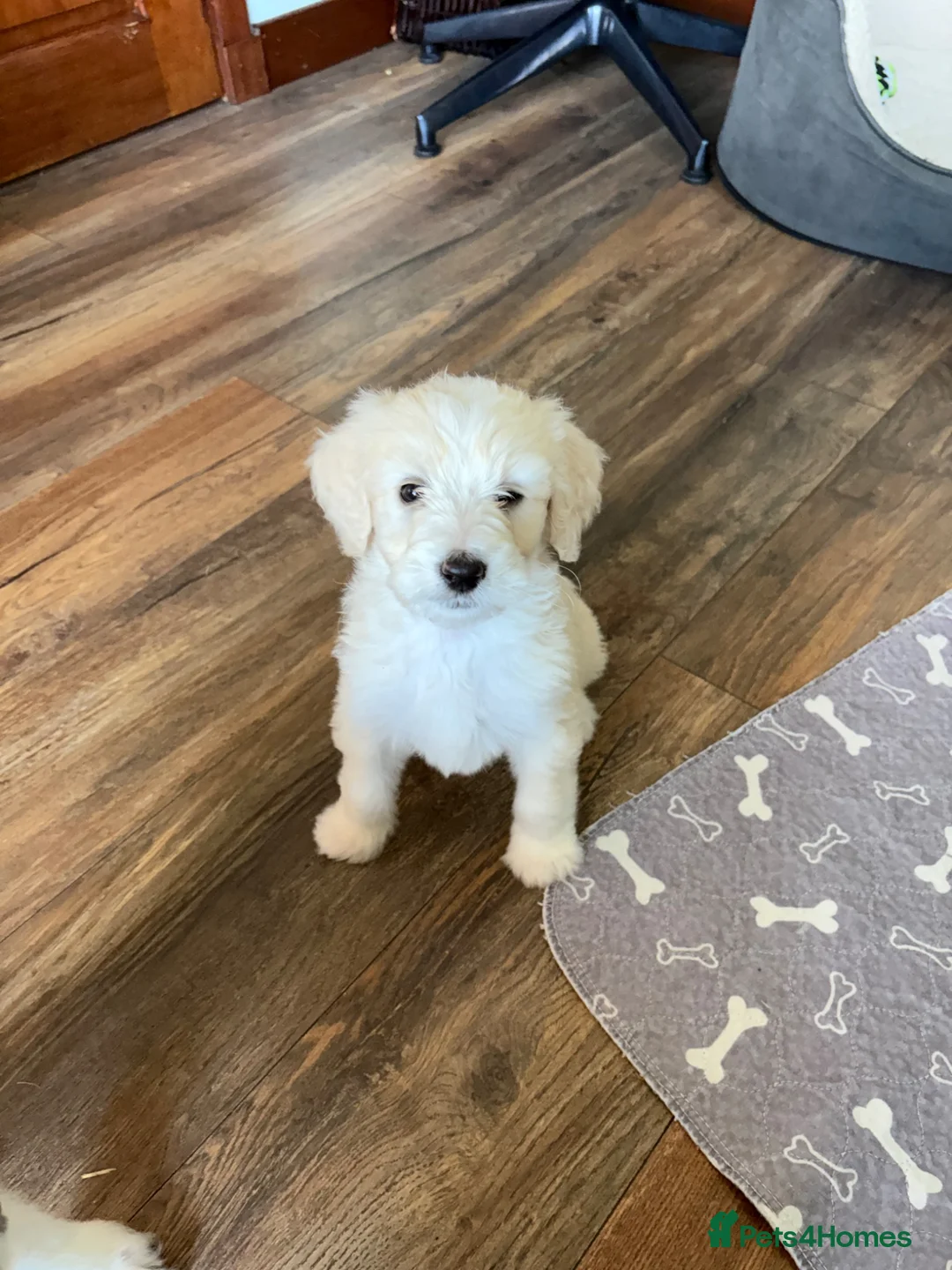 Bernedoodle dogs for sale: Stunning bernedoodle puppies  - Advert 2
