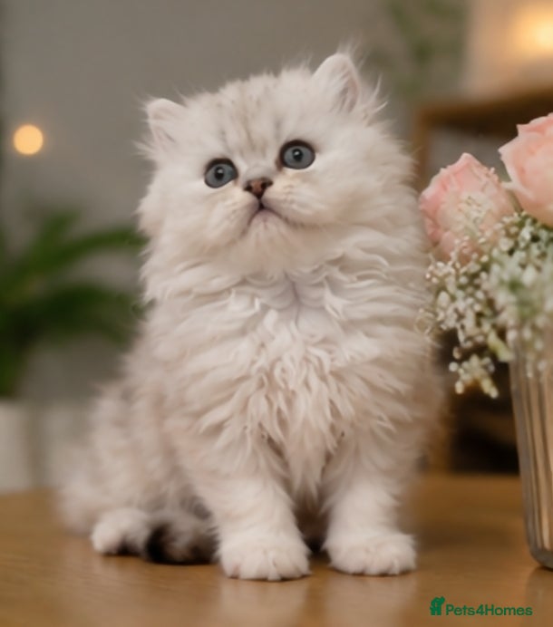 Persian cats *Stunning Persian Chinchilla Kitten Girl&Boy* - Advert 2