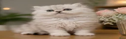 Persian cats for sale: *Stunning Persian Chinchilla Kitten Girl&Boy* - Advert 1