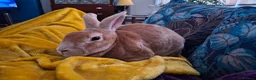Rex rabbits for sale: Bonded rex rabbit pair in Bristol - Advert 7