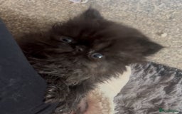 Persian cats for sale: REDUCED Champion Line Black Persians.  - Image 3