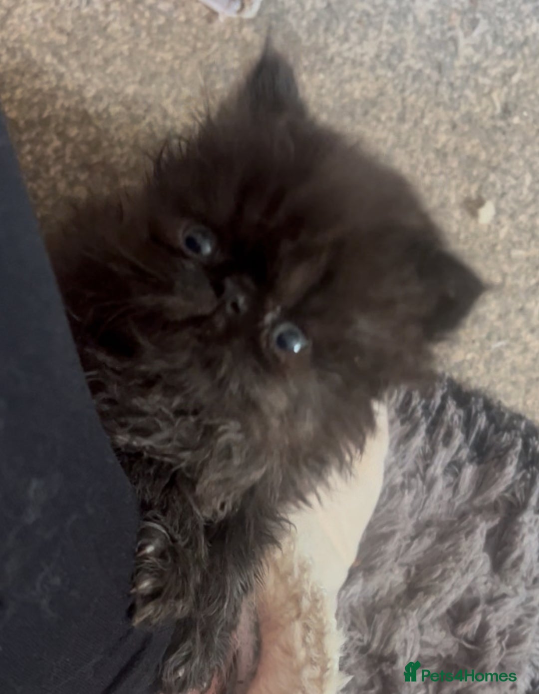 Persian cats for sale: REDUCED Champion Line Black Persians.  - Image 3