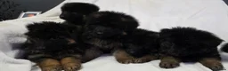 German Shepherd dogs for sale: Gorgeous German Shepherd Puppies For Sale - Advert 12