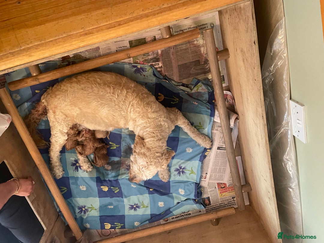 Goldendoodle dogs for sale: Golden doodle puppies ready 12th September  - Image 36
