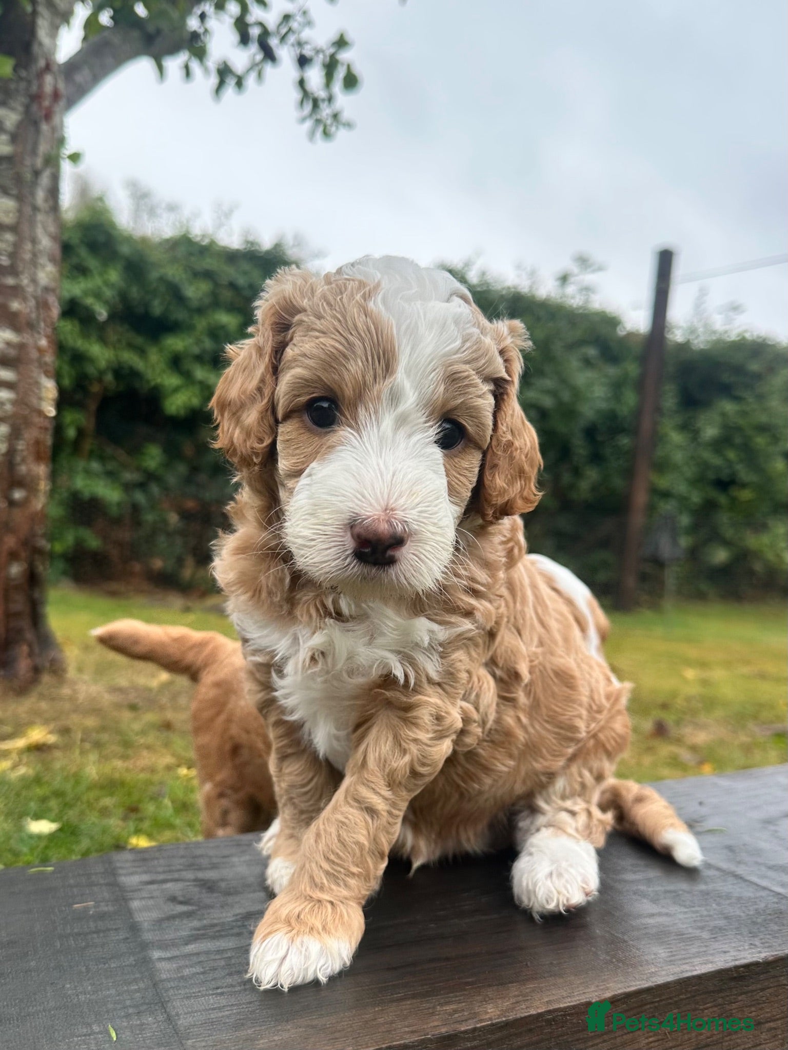 Mini Goldendoodle dogs Home reared miniature Goldendoodles - Advert 1