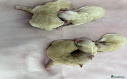 Maltipoo dogs for sale: 5 girls. fully DNA & health tested clear parents.  - Advert 11