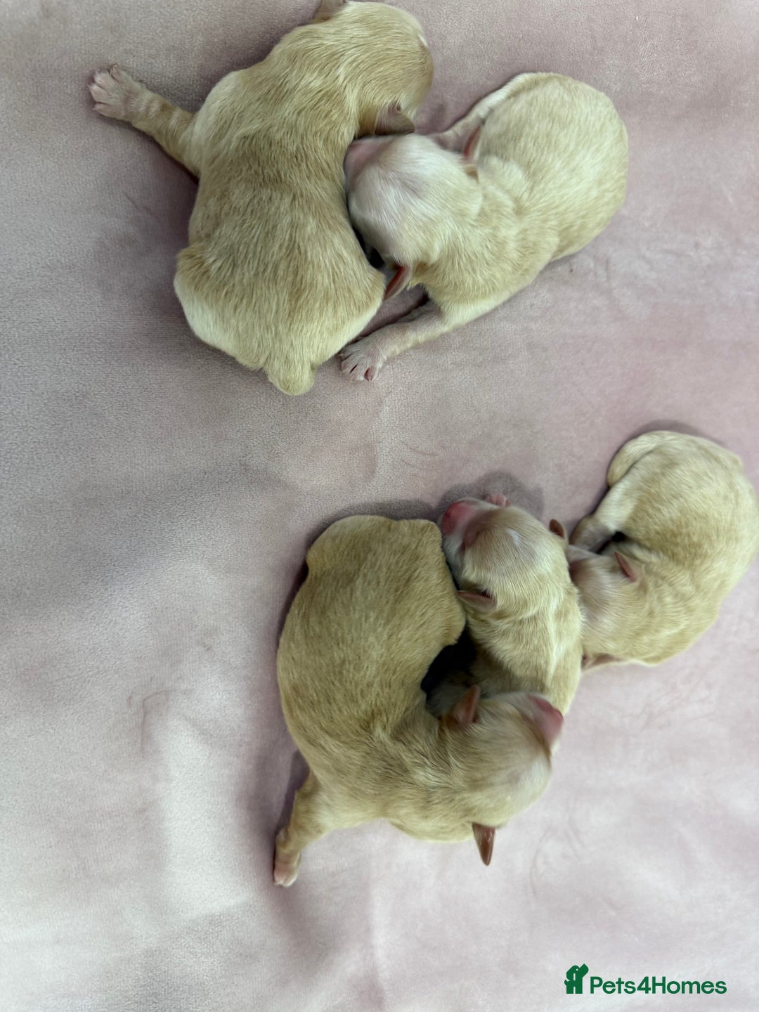 Maltipoo dogs for sale: 5 girls. fully DNA & health tested clear parents.  - Advert 11