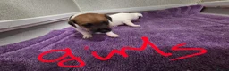 Jack Russell dogs for sale: Jack russell pups  in Stevenston - Advert 18