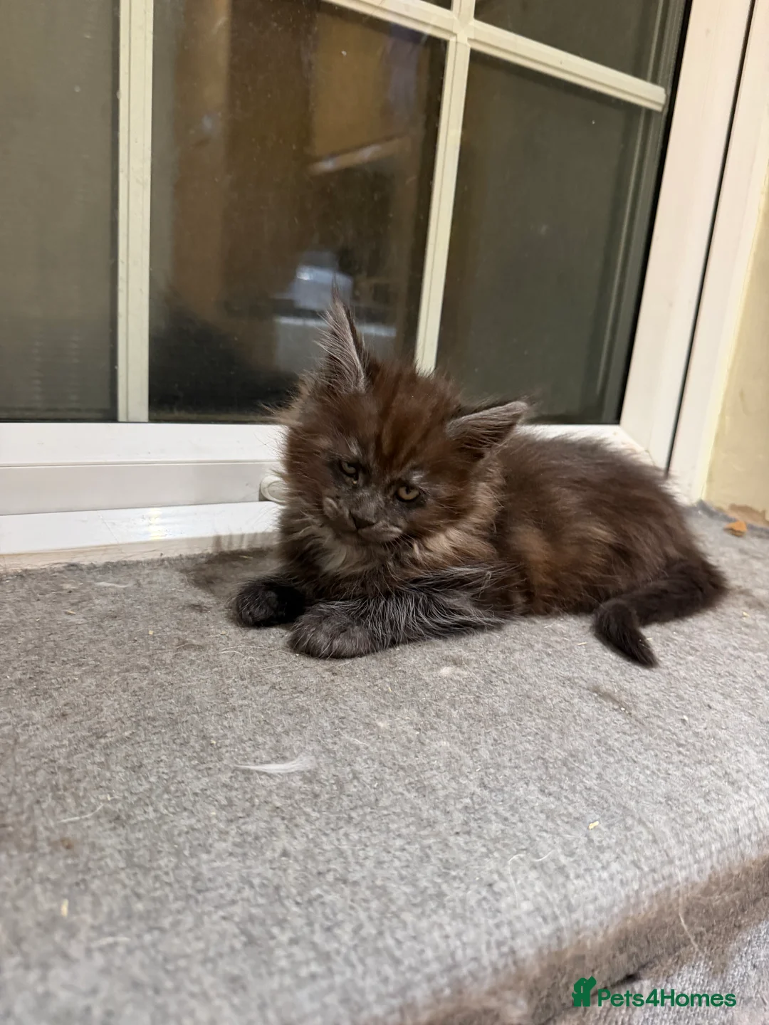 Maine Coon cats for sale: 1 left Purebred Maine Coon Kittens - TICA 🐾 - Advert 29