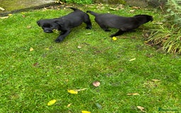 Labrador Retriever dogs for sale: Labrador pups  - Image 12