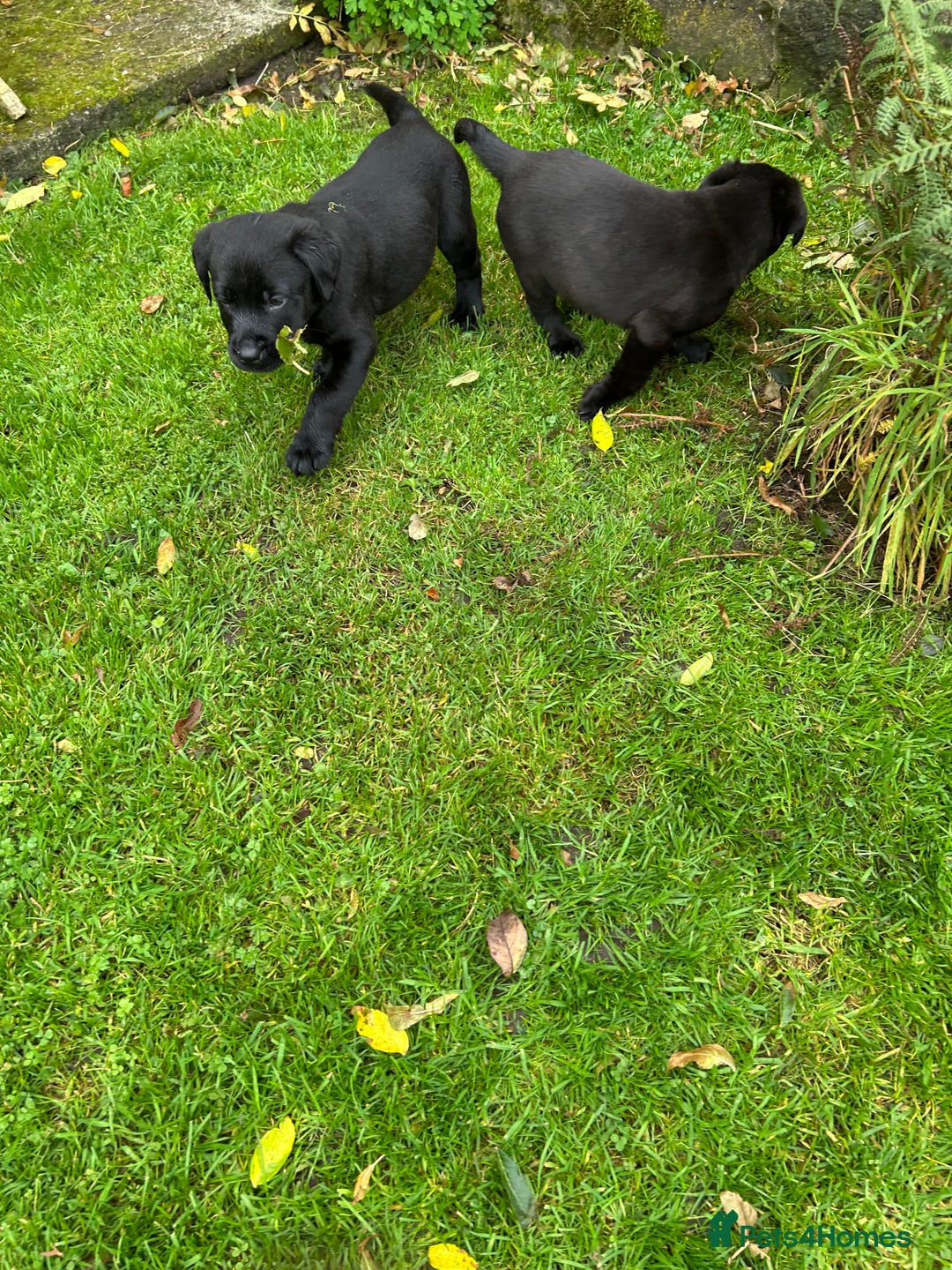 Labrador Retriever dogs for sale: Labrador pups  - Image 12