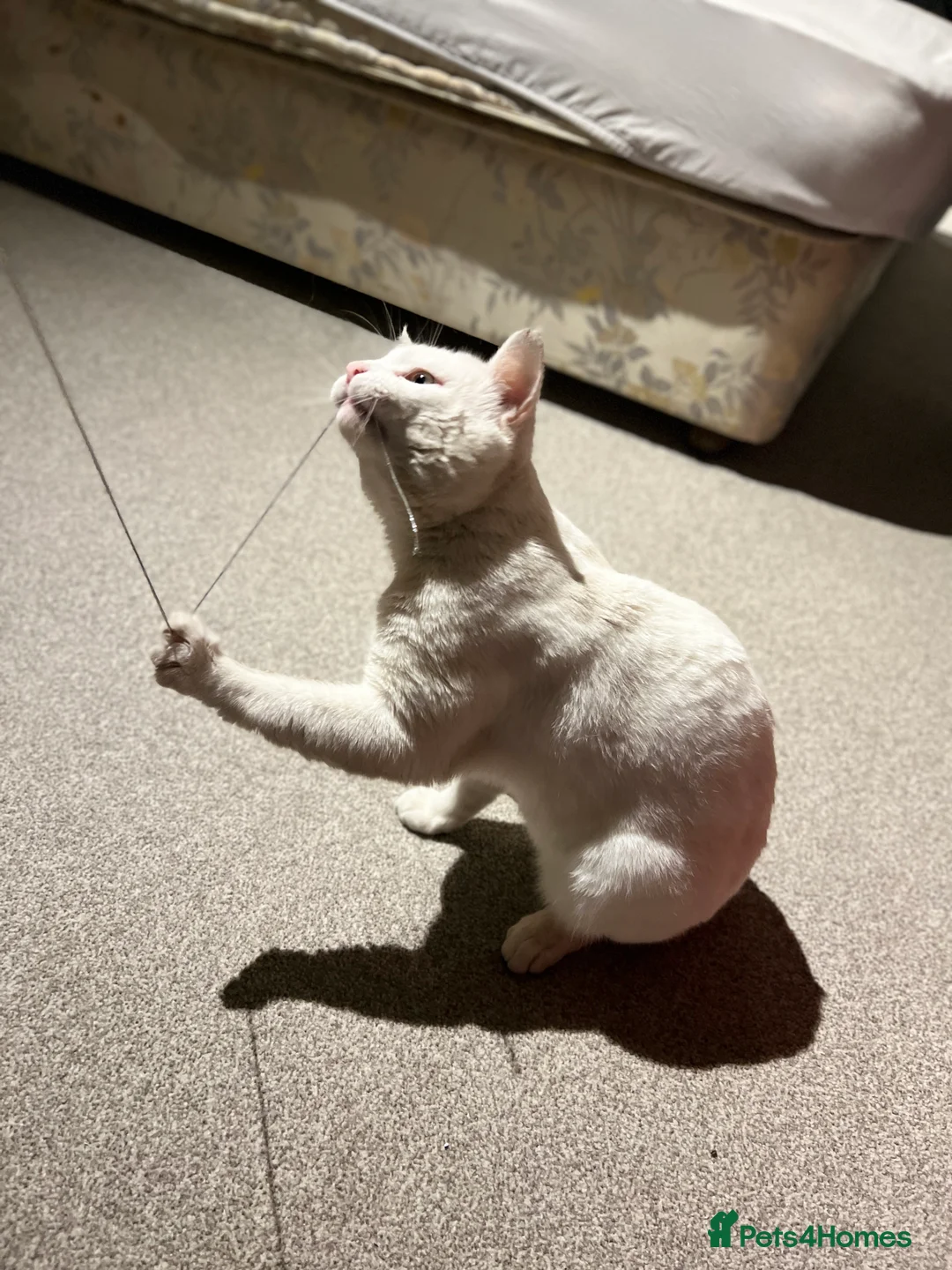 Turkish Angora cats for sale: Turkish angora kittens - Advert 15