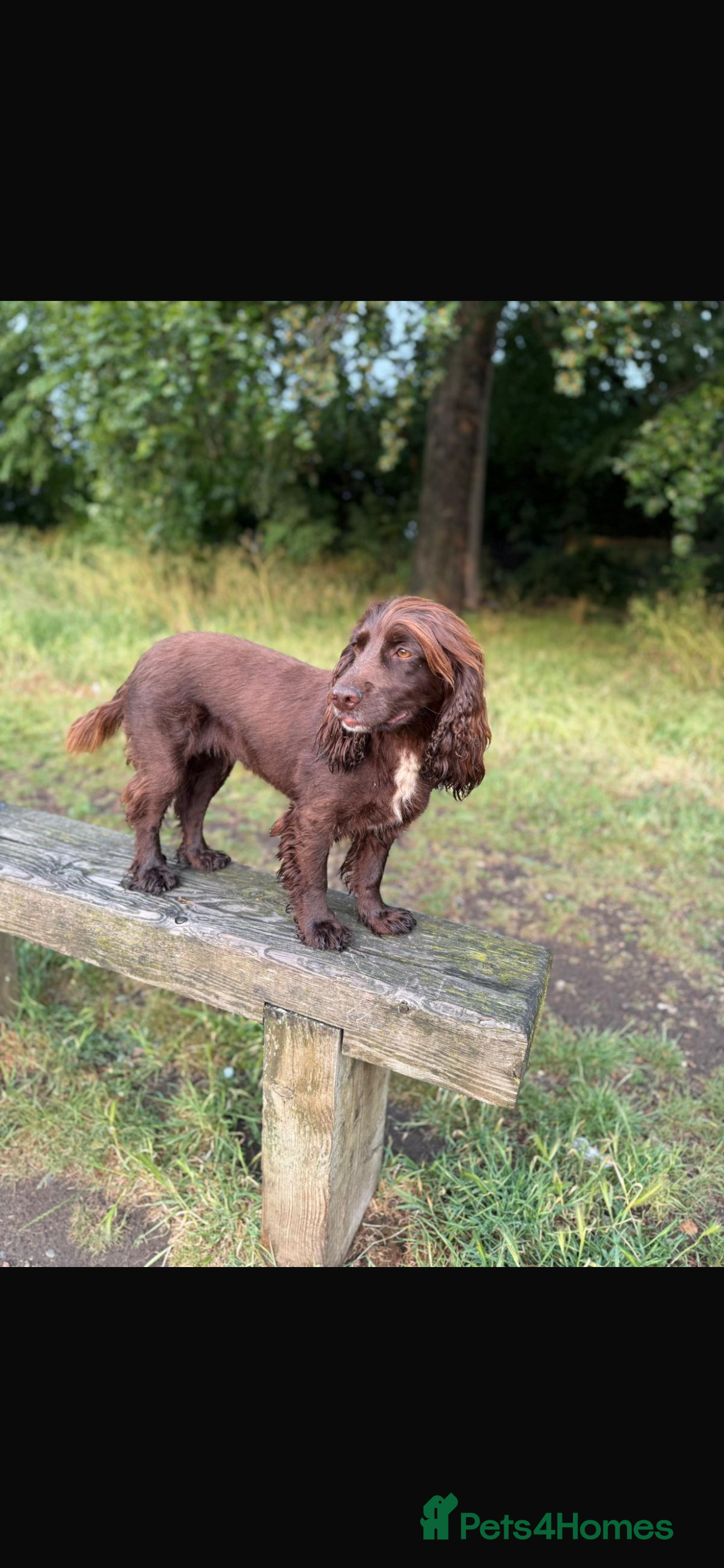 Cocker Spaniel dogs Working cocker boy exceptional pedigree.  - Advert 3