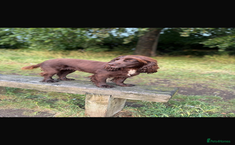 Cocker Spaniel dogs Working cocker boy exceptional pedigree. - Advert 2