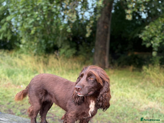 Cocker Spaniel dogs Working cocker boy exceptional pedigree. - Advert 2