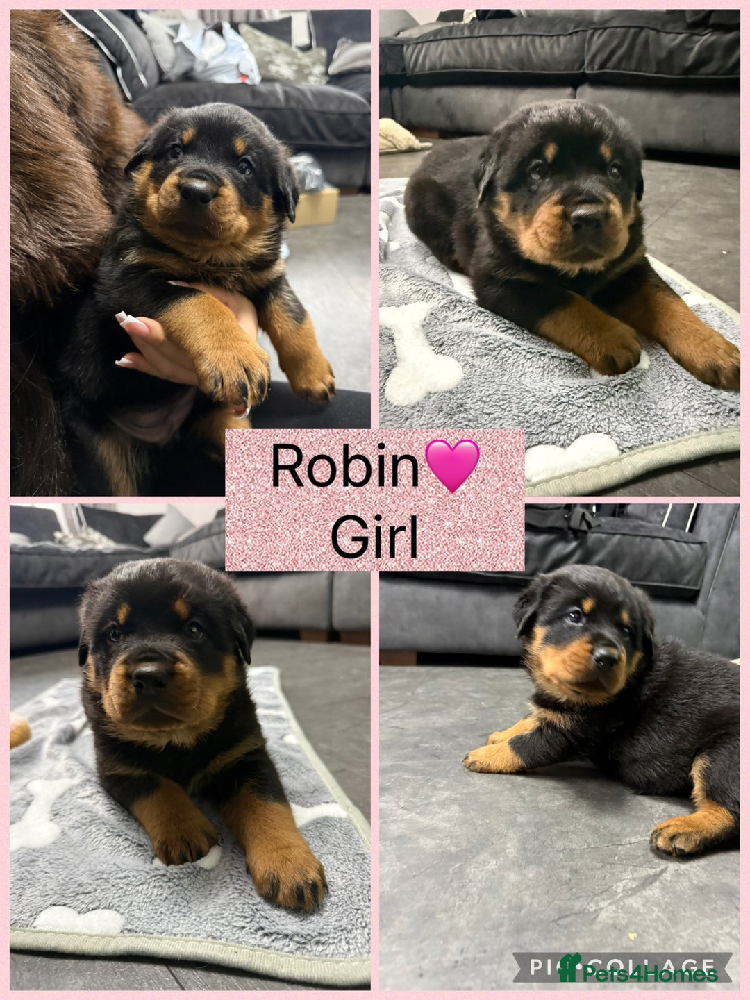 Rottweiler dogs for sale: CHUNKY PURE BRED ROTTWEILERS  - Advert 1