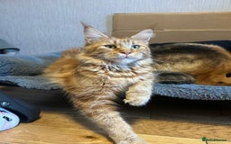 Maine Coon cats for sale: Beautiful Maine coon kitten boys - Image 12